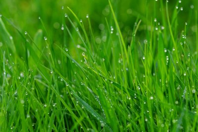 Rosée sur couleur sympathique_4485914761_l.jpg